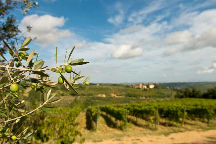 jacuzzi family vineyards olive oil